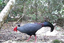 Siamese Fireback (Lopura diardi), listed in Viet Nam's Red Data Book, is recorded at the Ea So Nature Reserve. (Photo: VNA)