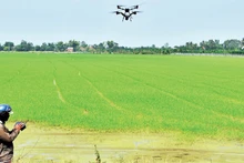 Farmers in My Thanh Commune, Dong Thap Province, use drones to spray fertiliser on rice fields.
