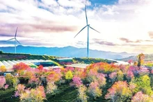 A wind power project in Lam Dong.