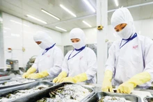 Processing seafood for export at an enterprise in Can Tho. (Photo: Anh Minh)