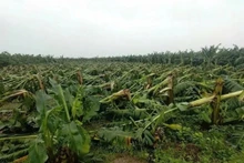 Application requirements for land rent exemptions and reductions on agricultural land areas affected by natural disasters are now clearly defined and simplified.