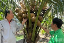 Coconut farming in line with organic standards in Tuong Da Commune, Vinh Long Province. (Photo: Hoang Trung)
