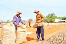 Enterprises and farmers build close cooperation for the sustainable development of the cashew industry.