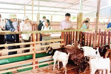 A goat farm linked to eco-tourism in Khanh Hoa Province.