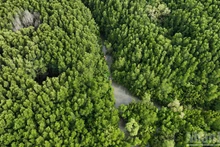 In pictures: Can Gio Mangrove Forest – the Green Lung of Ho Chi Minh City