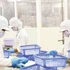 Workers are processing seafood at a company in Can Tho. (Photo: DUC ANH)