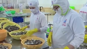 Video: Viet Nam’s seafood industry seeks to break free from “dependence trap”