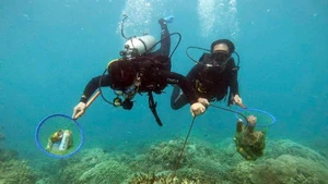 Divers collect rubbish in Hon Mun Marine Protected Area.