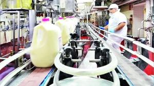 Vinamilk's Driftwood Dairy Factory in the US. (Photo:Minh Thi)