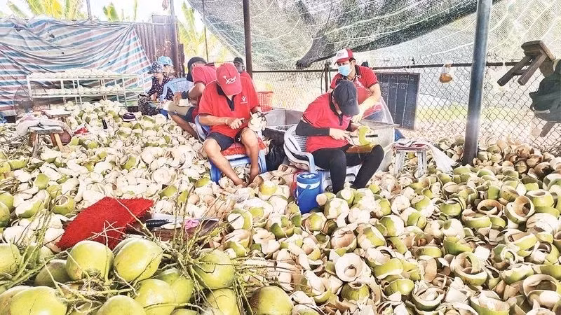 Fresh coconut prices increased by about 110-120%, while raw coconut prices increased by 150% compared to the same period last year.