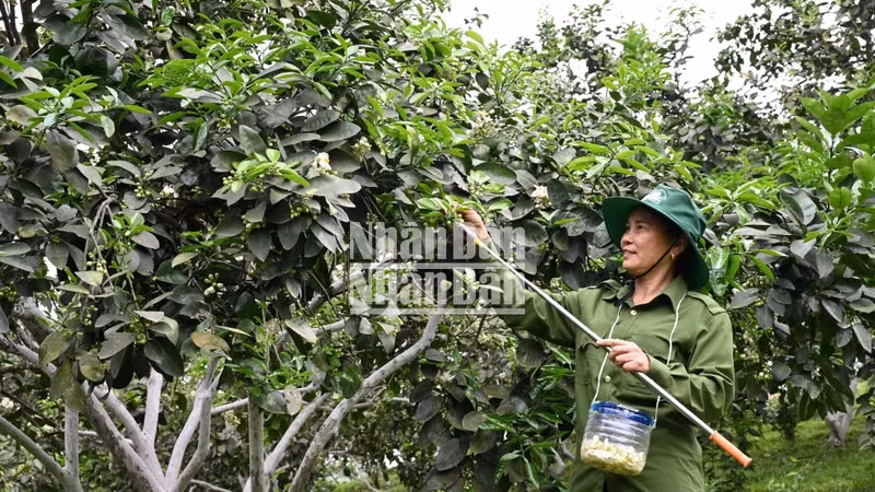 Due to the low natural fruit-bearing ability of grapefruit trees, people have to conduct additional pollination to ensure the productivity and quality of Phuc Trach grapefruit products.