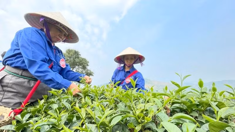 People compete in picking tea at the first Tan Uyen tea festival in 2025. (Photo: Tran Tuan)
