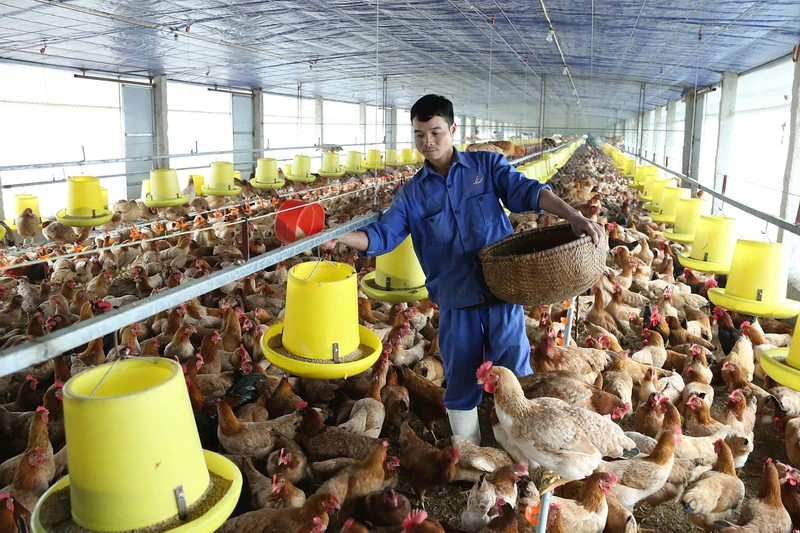 Hanoi encourages investment and replication of circular livestock models. (Photo: Thuy Nga)