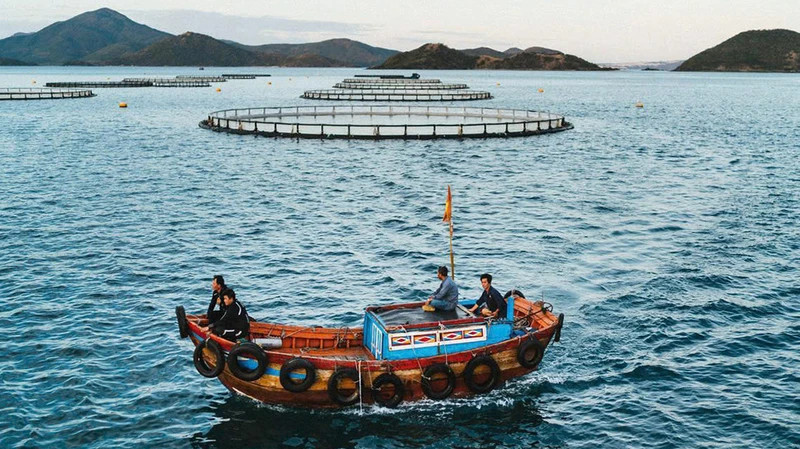High-tech deep-water barramundi farming area of Australis Vietnam Seafood Company Limited in Van Phong Bay, Khanh Hoa Province. (Photo: BAO TRANG)
