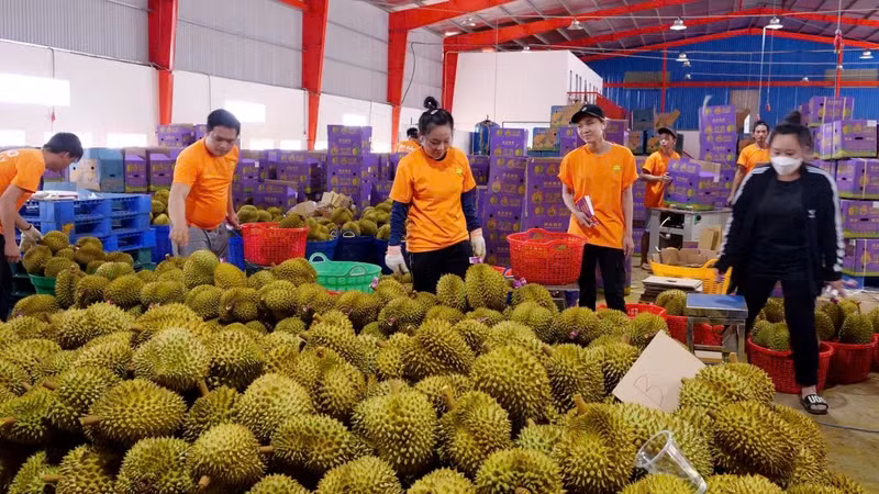 Purchasing durian for export in Phuoc Long Town, Binh Phuoc Province. (Photo: Nhat Son)