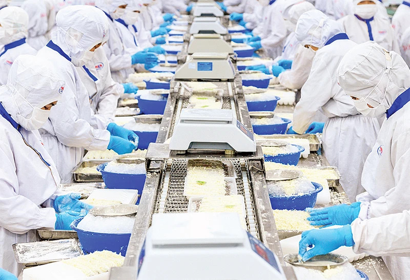 Processing shrimp for export at Tai Kim Anh Seafood Processing Joint Stock Company, An Nghiep Industrial Park, An Hiep Commune, Chau Thanh District, Soc Trang Province. (Photo: Anh Kim)