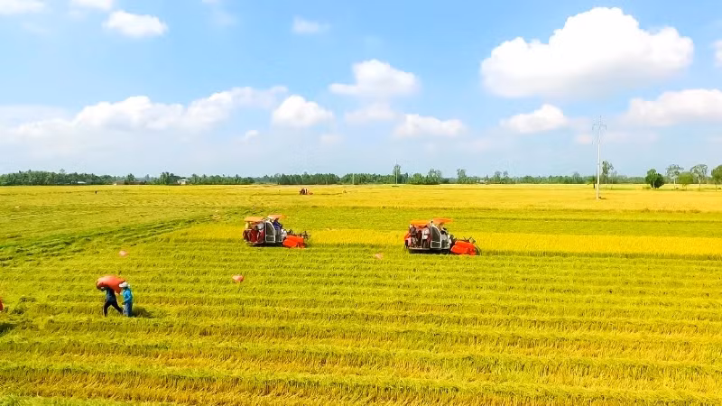 Harvesting rice according to the high-quality, low-emission rice production process in Can Tho.
