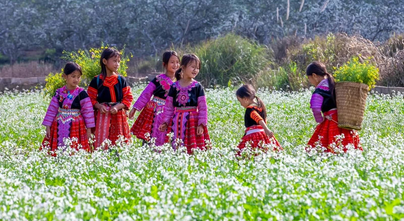 Canola flower season in Moc Chau Plateau.