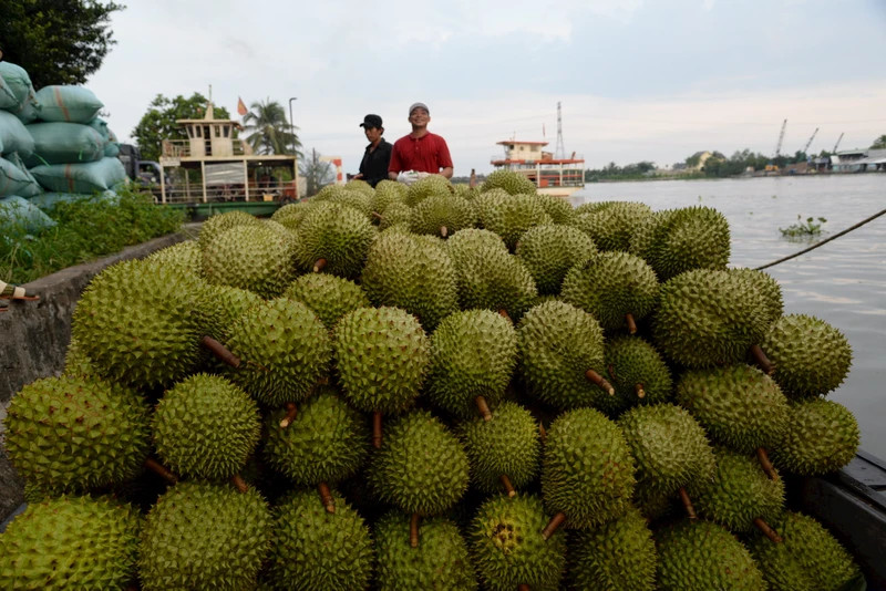 Transporting durian to a warehouse for export in Tien Giang Province. (Photo: Nguyen Su)
