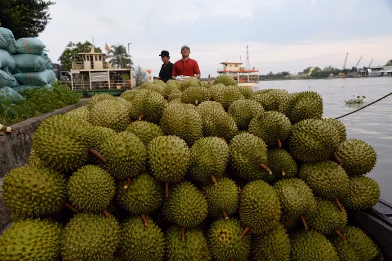 Transporting durian to a warehouse for export in Tien Giang Province. (Photo: Nguyen Su)