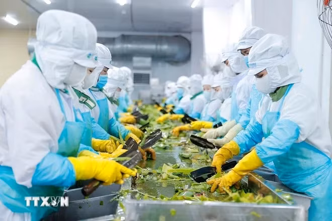 Azerbaijan is particularly interested in Vietnam's agricultural processing industry. (Photo: VNA)