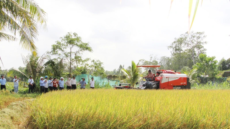 Pilot model of low-emission rice cultivation at Phuoc Hao Agricultural Cooperative, Tra Vinh province.