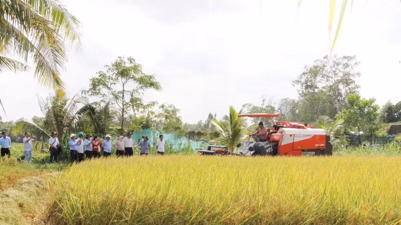 Pilot model of low-emission rice cultivation at Phuoc Hao Agricultural Cooperative, Tra Vinh province.