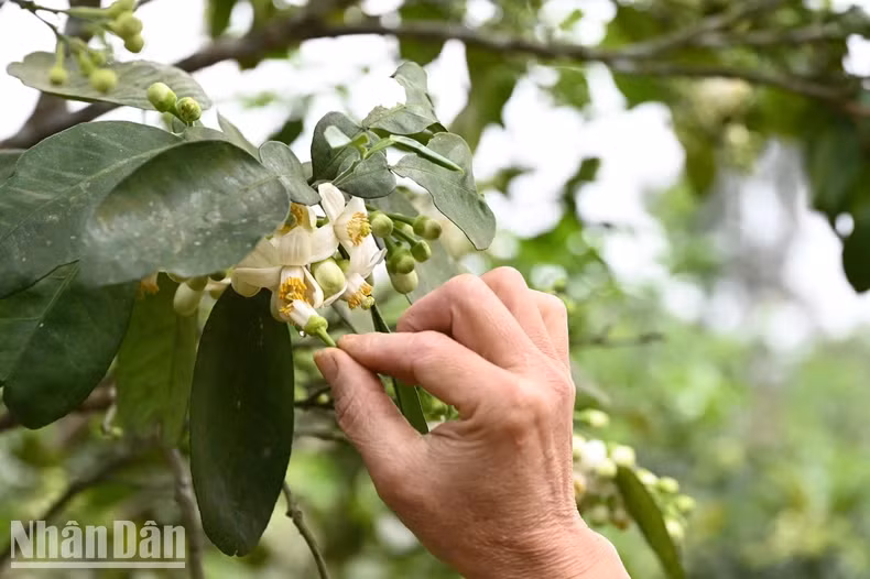 For additional pollination, people use pollen from other grapefruit trees to sweep onto the pistils of the Phuc Trach grapefruit flowers.