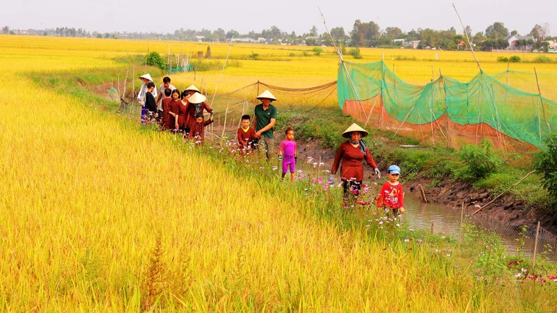 Tourists visit and experience the rice fields at Quyet Tien Ecological Agricultural Cooperative.
