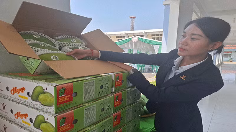 Green-peel elephant mangoes meet export standards to the US.