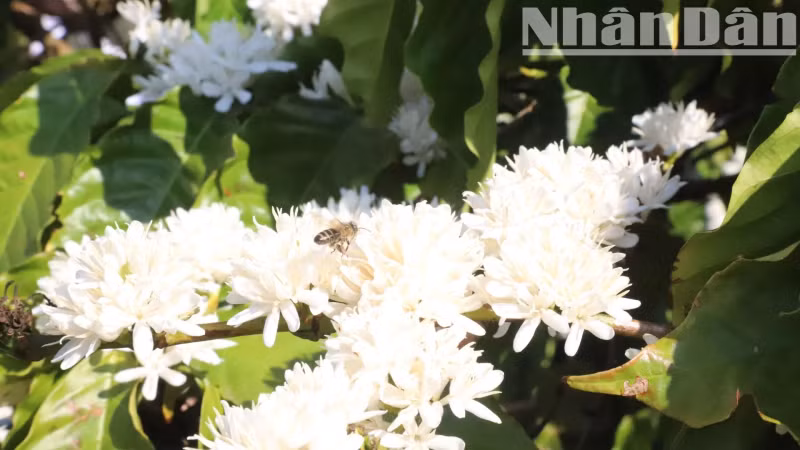 The coffee flower season in the Central Highlands usually blooms in 3-4 batches and continues until the end of spring.