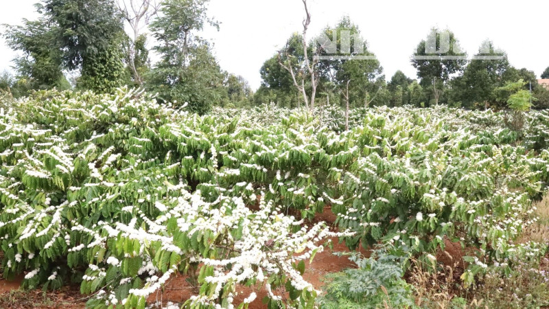 [In Pictures] Attractive scent and colour of coffee flowers in Central Highlands