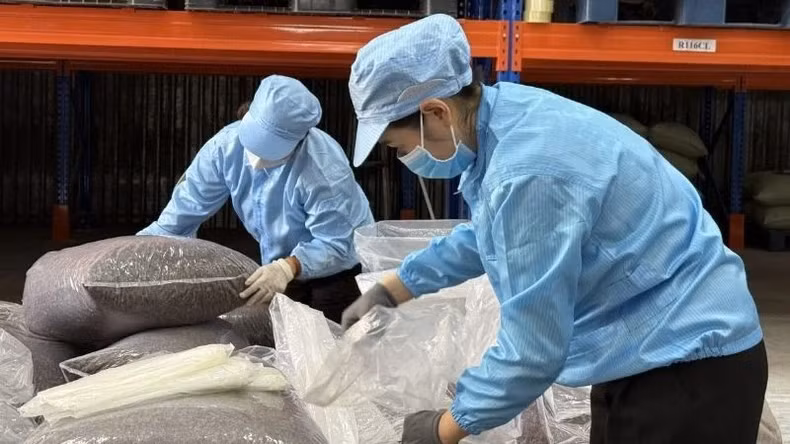 Simexco DakLak workers pack a shipment of specialty coffee husks before exporting them to the Republic of Korea.