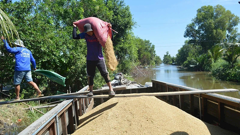 Rice purchasing activities in Kien Giang are still bustling on the eve of Tet. (Photo: Quoc Trinh)