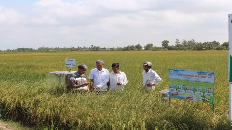 Farmers inspect rice in the pilot model of 1 million hectares of high-quality rice in Tra Vinh province.