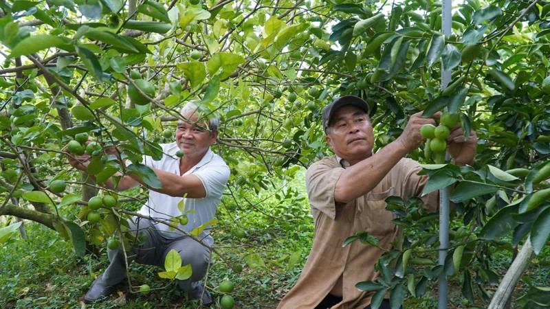 Lemon garden of farmer Pham Van Niem, My Long Agricultural Service Cooperative, Cao Lanh District, Dong Thap Province.