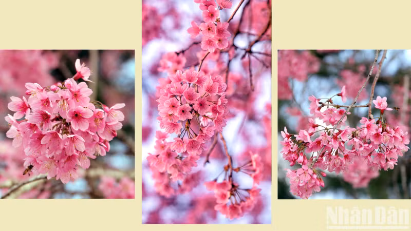 The mountainous city is filled with the colours of Mai anh dao.