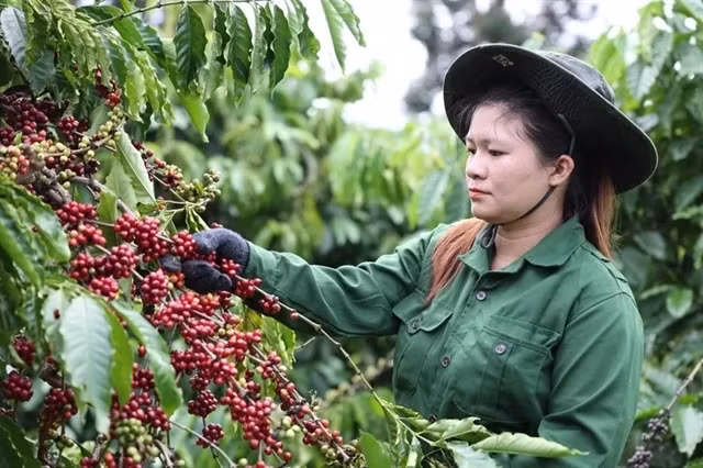 A worker harvests coffee in the Central Highlands province of Dak Lak. (Photo: VNA)