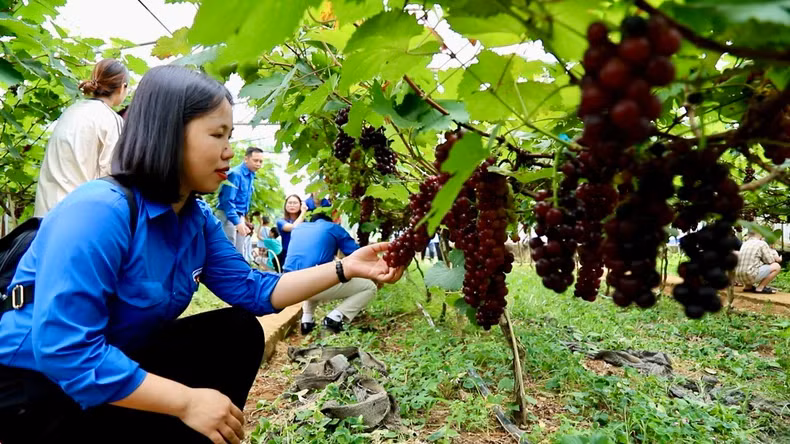 The vineyard attracts large numbers of tourists, especially children.
