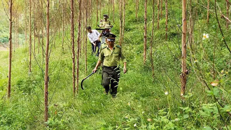 Forest rangers coordinate with forest owners to patrol and protect large timber forests in Dong Vuong Commune, Yen The District, Bac Giang Province. (Photo: Vu Sinh)