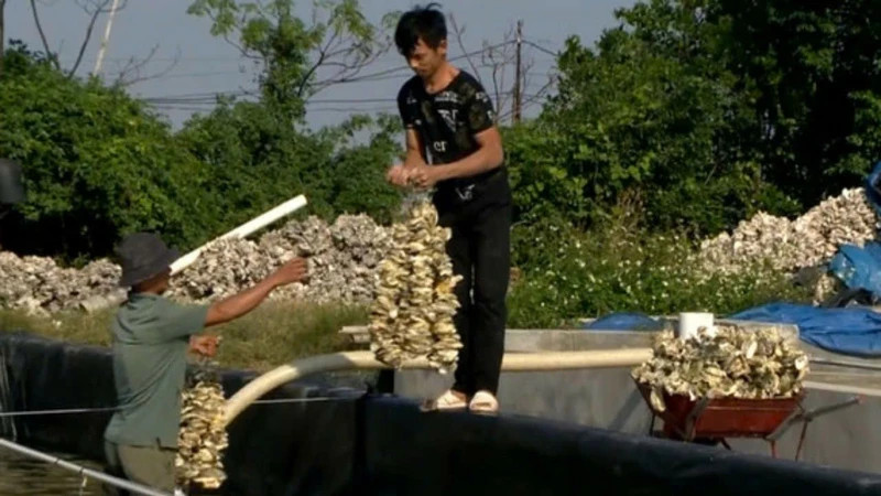 Preparing for oyster seed farming. (Photo: Van Lua)