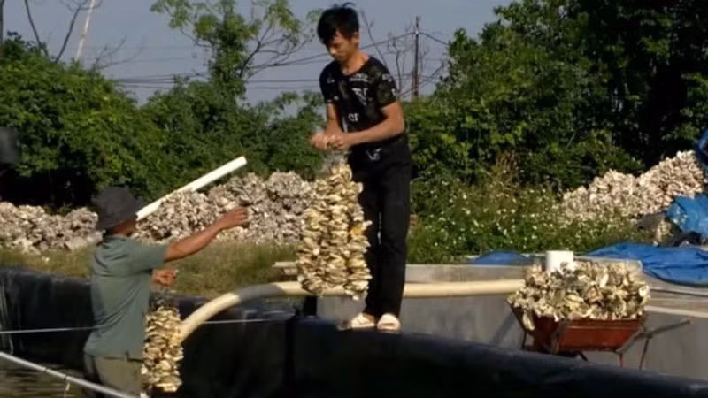 Preparing for oyster seed farming. (Photo: Van Lua)
