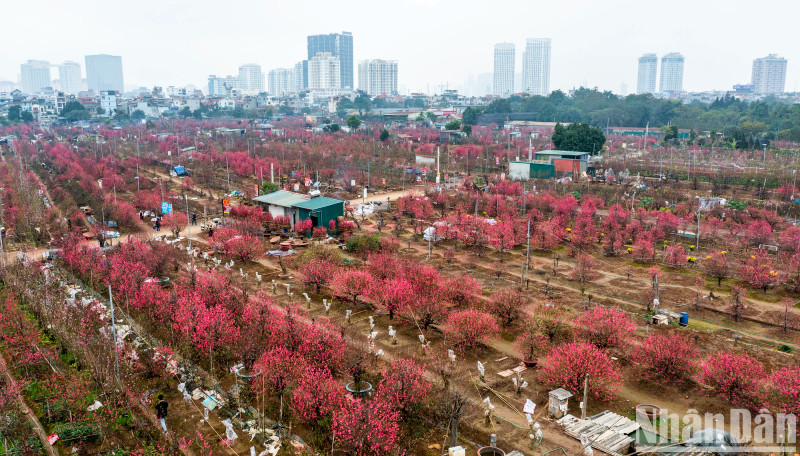 An overview of the Nhat Tan Peach Village glowing in pink in the days approaching Tet.