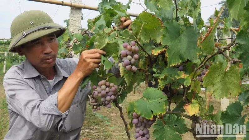 Farmers in Na Chuong village, Mai Pha (Lang Son city) apply science and technology to care for grapes and earn high productivity. (Photo: Hung Trang)