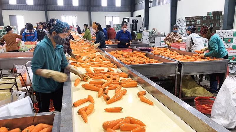 Preliminary processing of carrot products at Duc Chinh Agricultural Service Cooperative, Cam Giang District, Hai Duong Province.