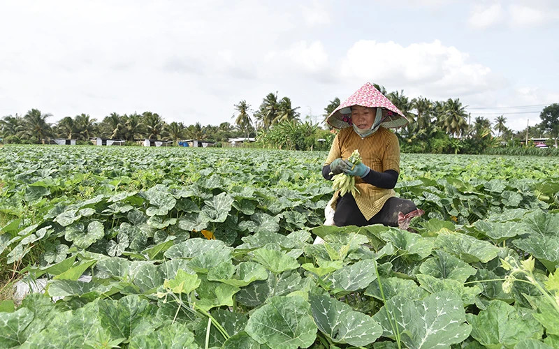 Farmers in Binh Nhi Commune, Go Cong Tay District (Tien Giang) successfully convert from inefficient rice land to growing vegetables.