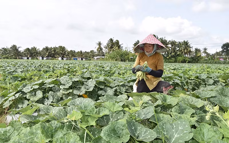 Farmers in Binh Nhi Commune, Go Cong Tay District (Tien Giang) successfully convert from inefficient rice land to growing vegetables.