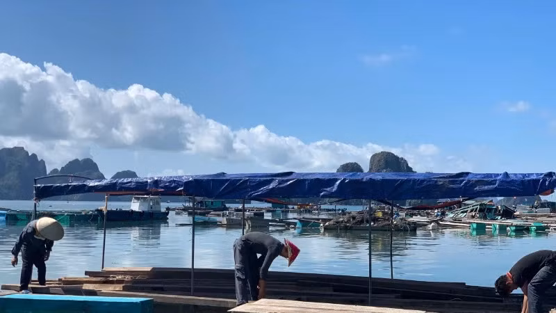People repair aquaculture rafts after Storm Yagi.