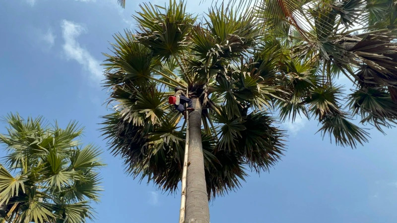 From a wild tree, the palmyra palm has become an economic tree to escape poverty for the Khmer people in the Seven Mountains region, An Giang. (Photo: Bui Quoc Dung)