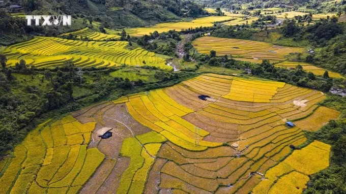 Golden-ripened rice season in Dien Bien province, Muong Nhe district (Photo: VNA)